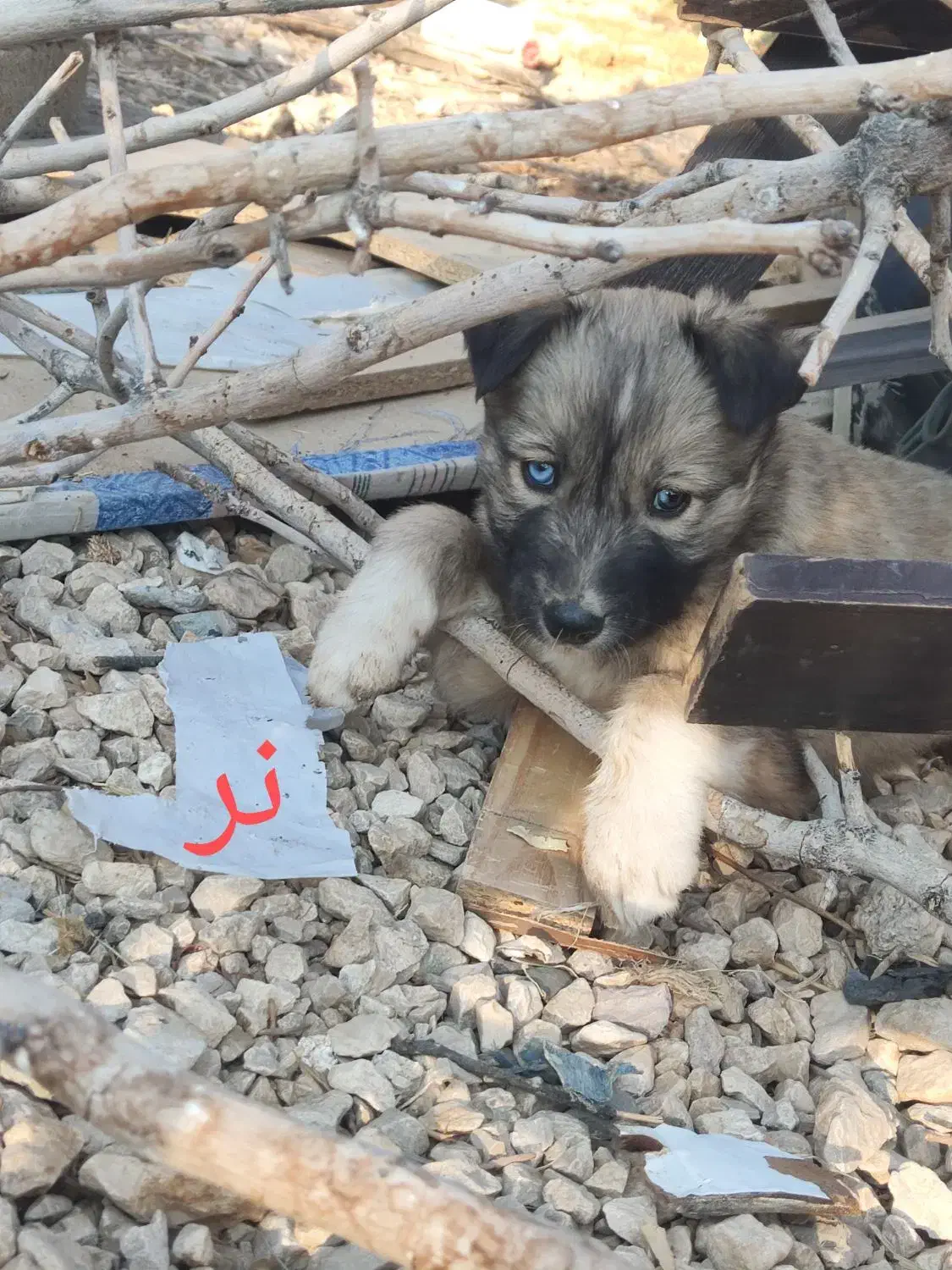 واگذاری سرپرستی توله سگ فقط 1 تومن|سگ|شیراز, فرودگاه شهید دستغیب شیراز|دیوار