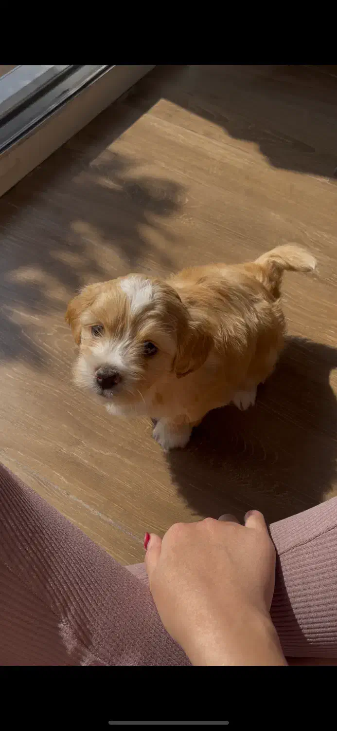 سگ شیتزو|سگ|کردکوی, |دیوار