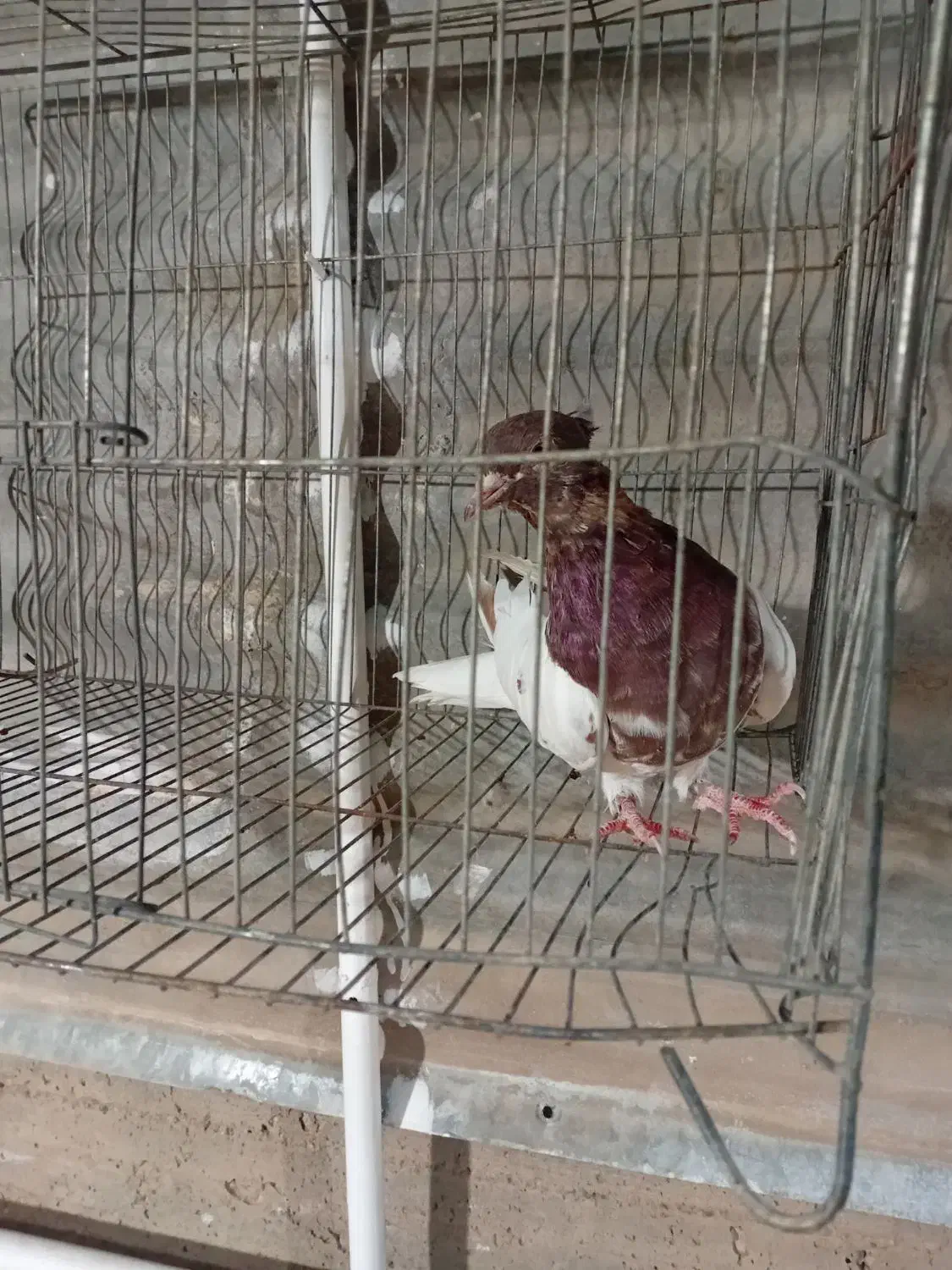 ماده سردار|پرنده|رفسنجان, |دیوار
