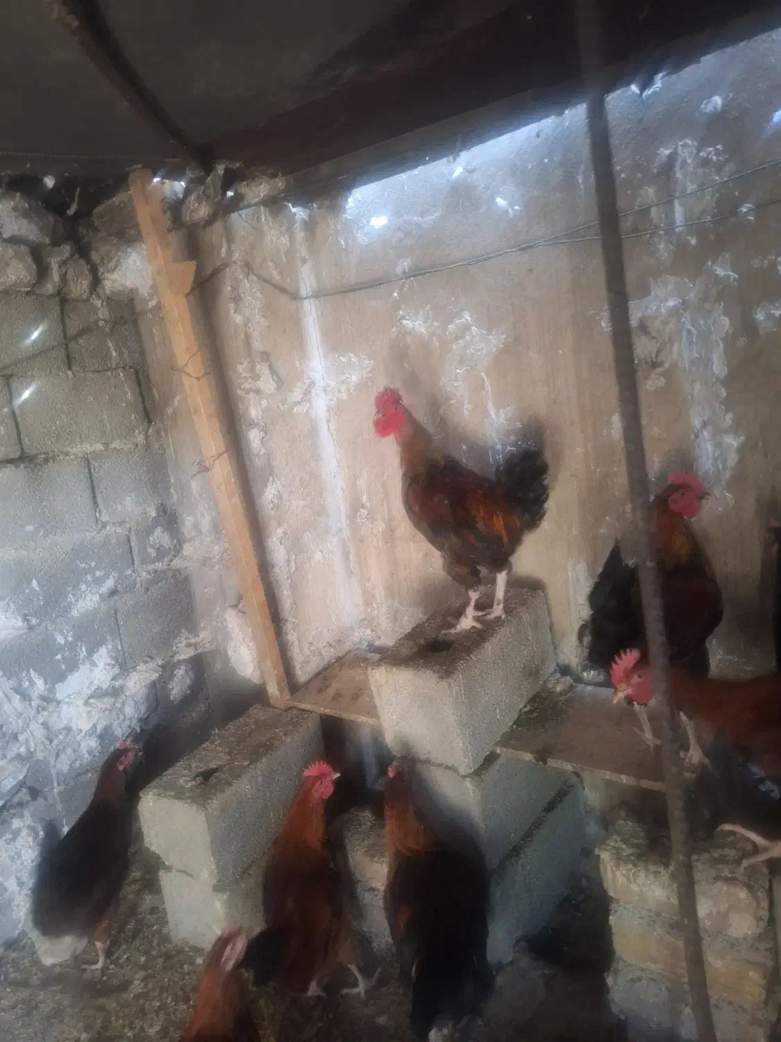 مرغ وخروس وبوقعلمون محلی|حیوانات مزرعه|کوهسار (البرز), |دیوار