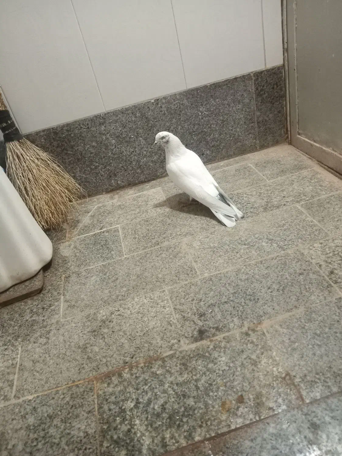 کبوتر|پرنده|بزینه رود, |دیوار