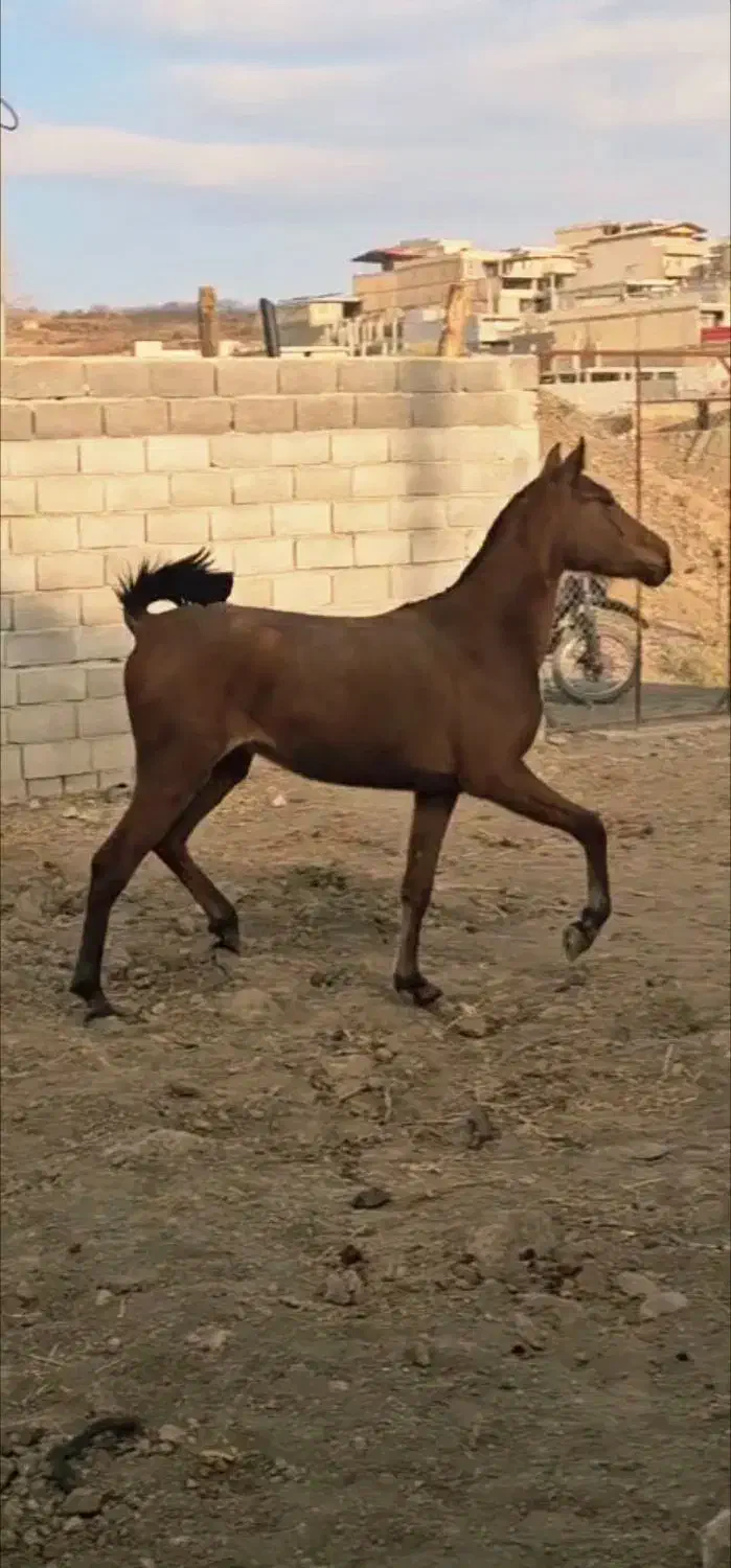 کره مادیون|اسب و تجهیزات اسب‌سواری|شهرکرد, |دیوار