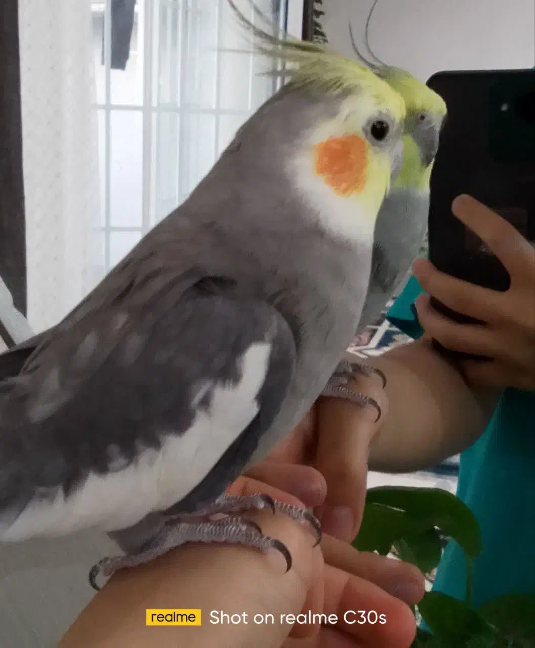 فروش عروس هلندی بهترین نژاد..|پرنده|کوهدشت, |دیوار