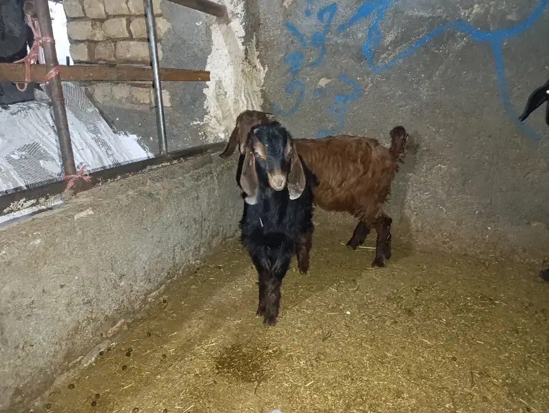 بز وبزغاله|حیوانات مزرعه|قم, قلعه کامکار|دیوار