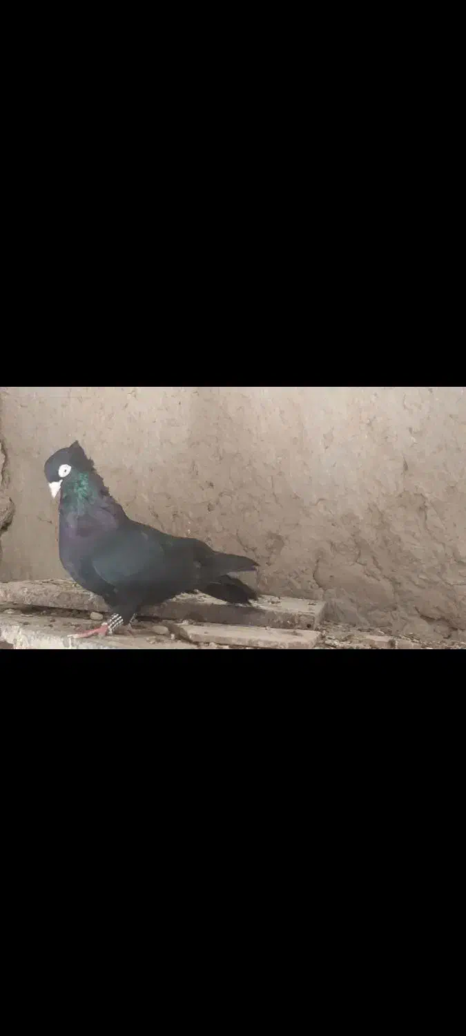 سیاه آبادانی|پرنده|علامرودشت, |دیوار