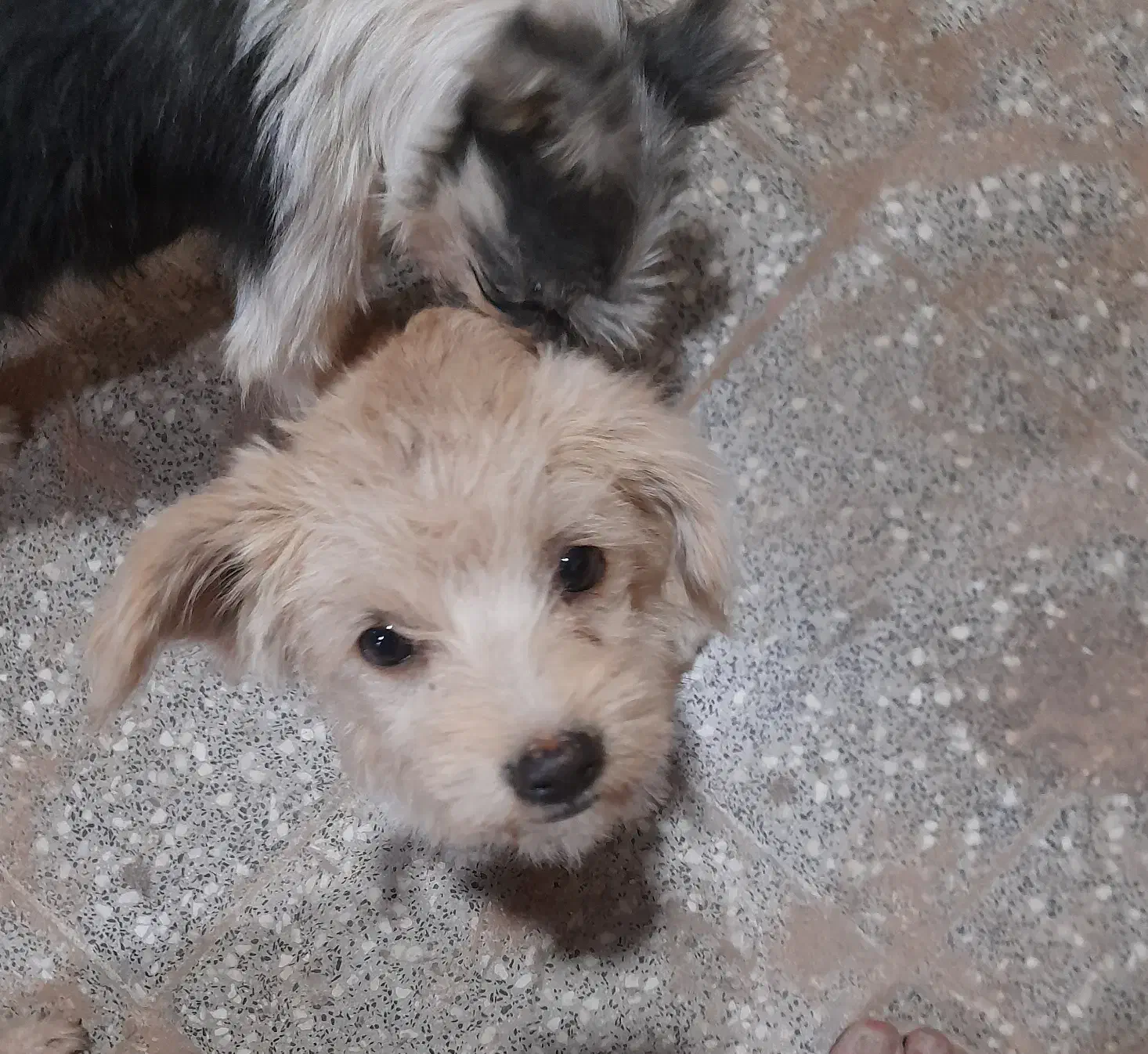 سگ گمشده|حیوانات|قم, آزادگان|دیوار