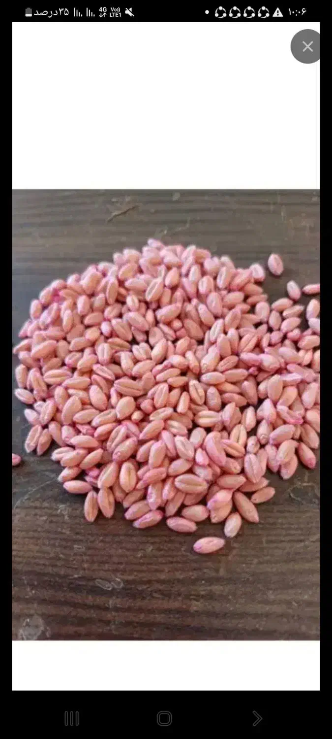 پیشگام|عمده‌فروشی|اسفراین, |دیوار