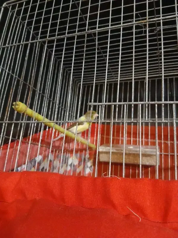 قناری ماده قورلتی|پرنده|اردبیل, |دیوار