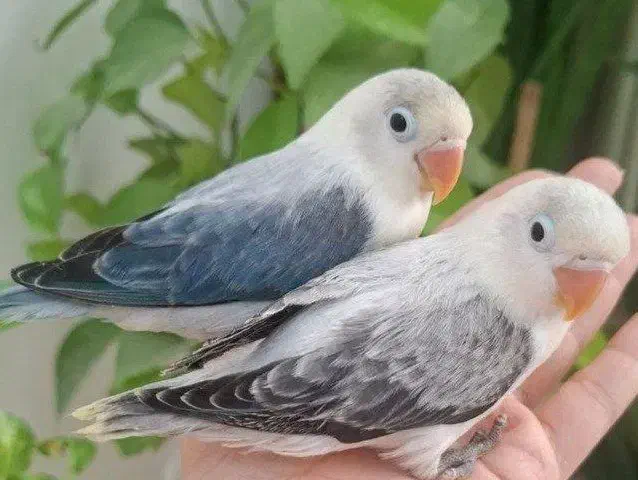 طوطی برزیلی یووینگ خاص و کمیاب|پرنده|تهران, باشگاه نفت|دیوار