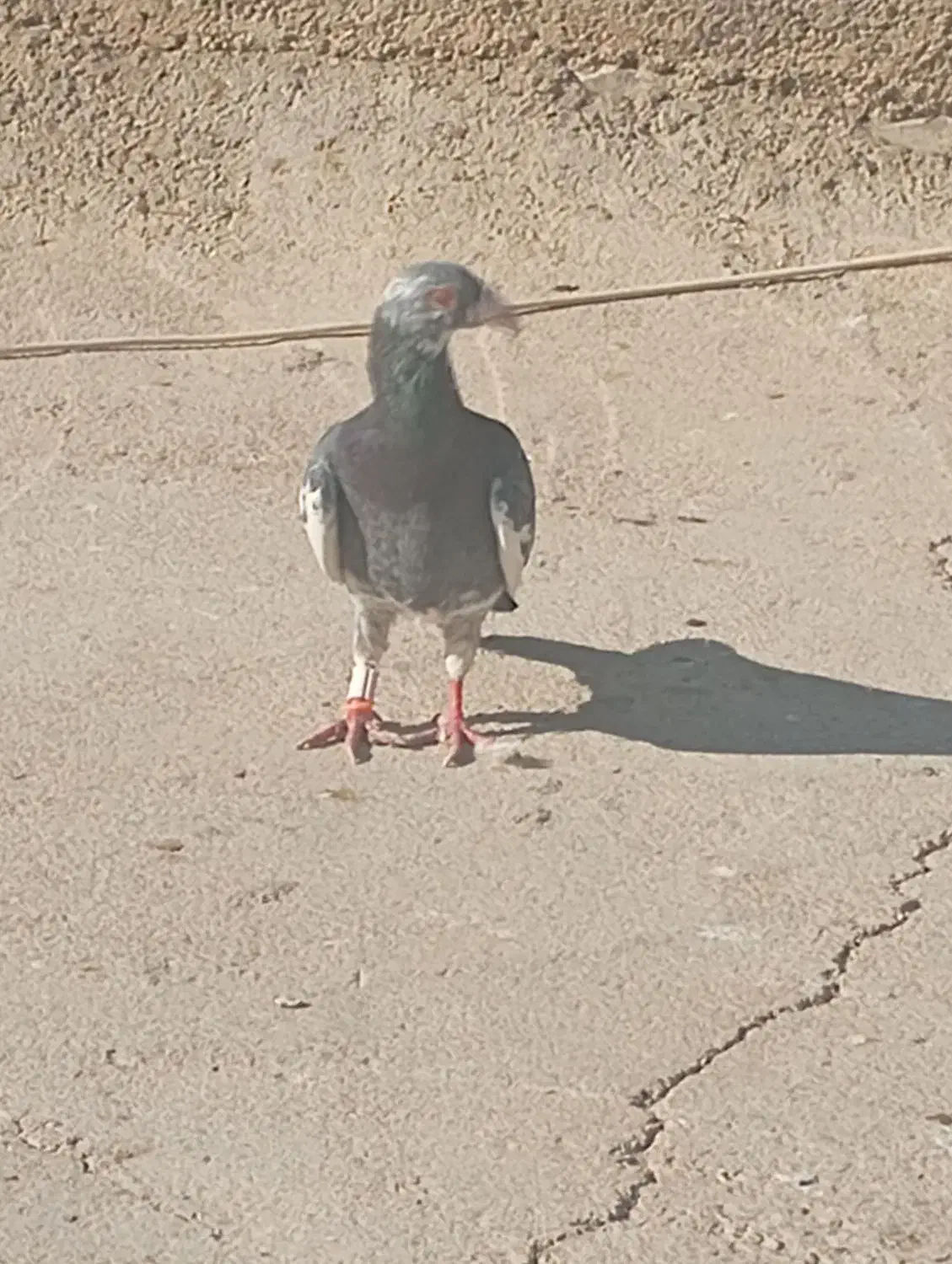 11عدد کفتر غریب|پرنده|بجنورد, |دیوار