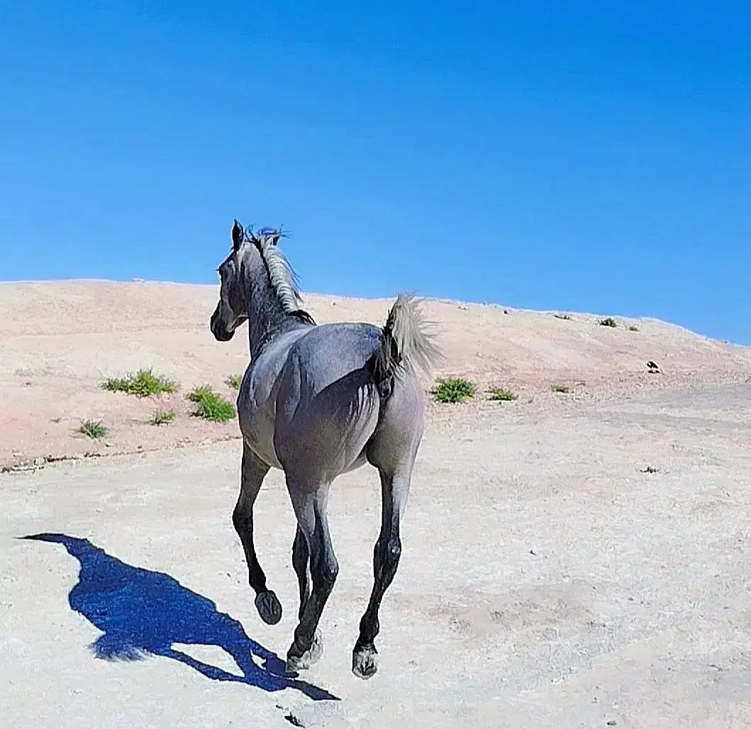 فروش اسب|اسب و تجهیزات اسب‌سواری|دهدشت, |دیوار