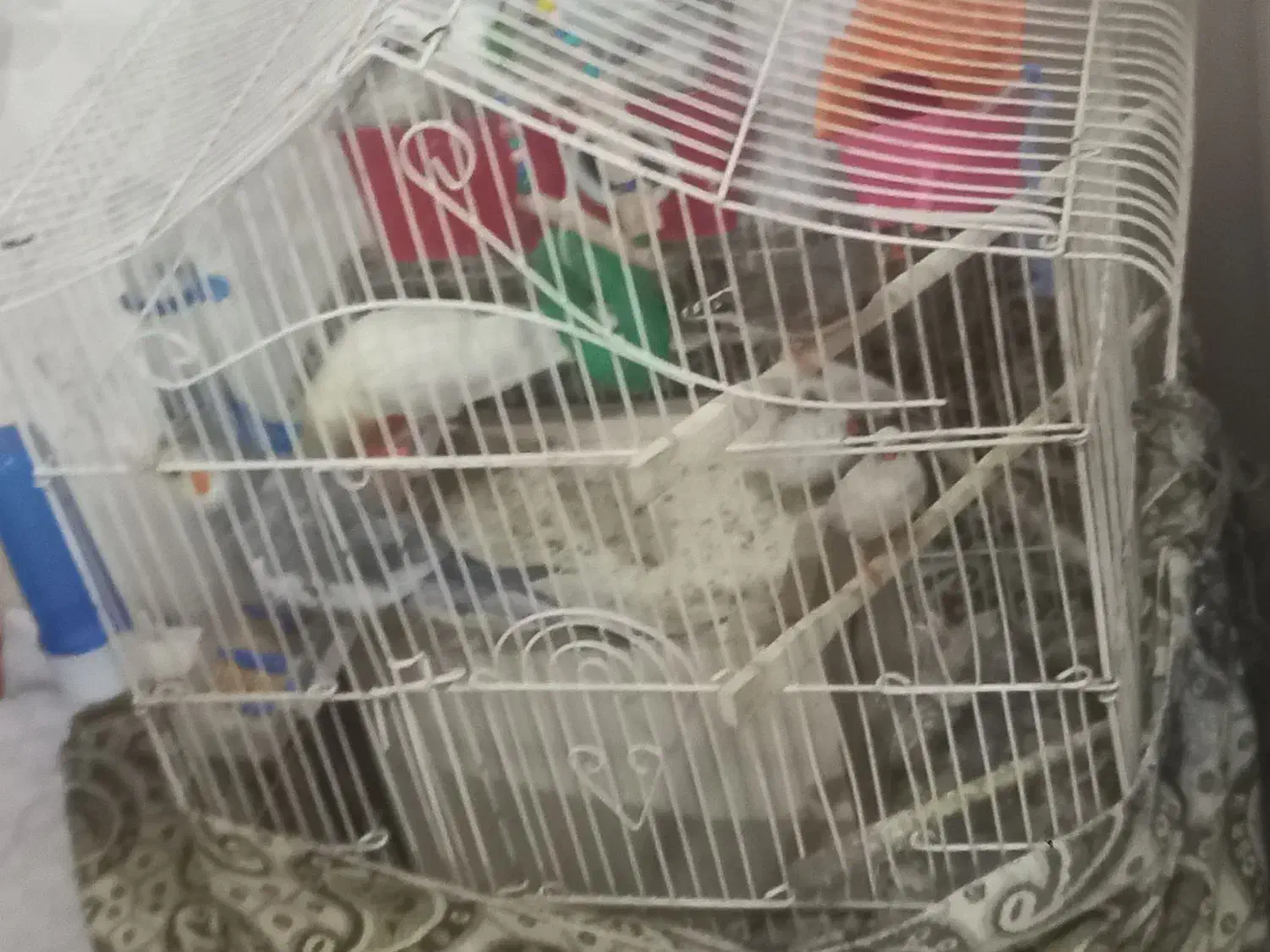 پرنده جدا گانه یا باهم|پرنده|تبریز, |دیوار