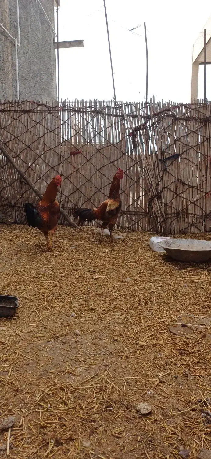 دوعدد خروسی لاری|حیوانات مزرعه|دشت ذهاب, |دیوار