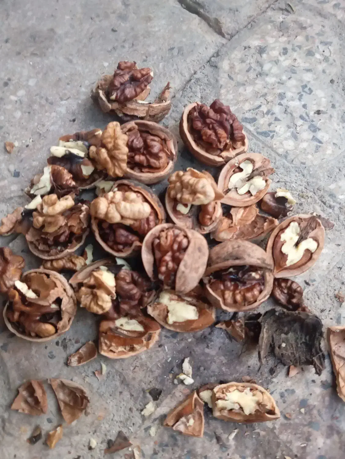 گردو فسنجونی ۶۰درصدسفید|خوردنی و آشامیدنی|اصفهان, کشاورزی|دیوار