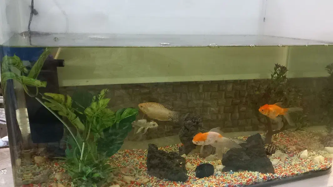 فروش آکواریوم|ماهی|مشهد, کوی سیدی|دیوار