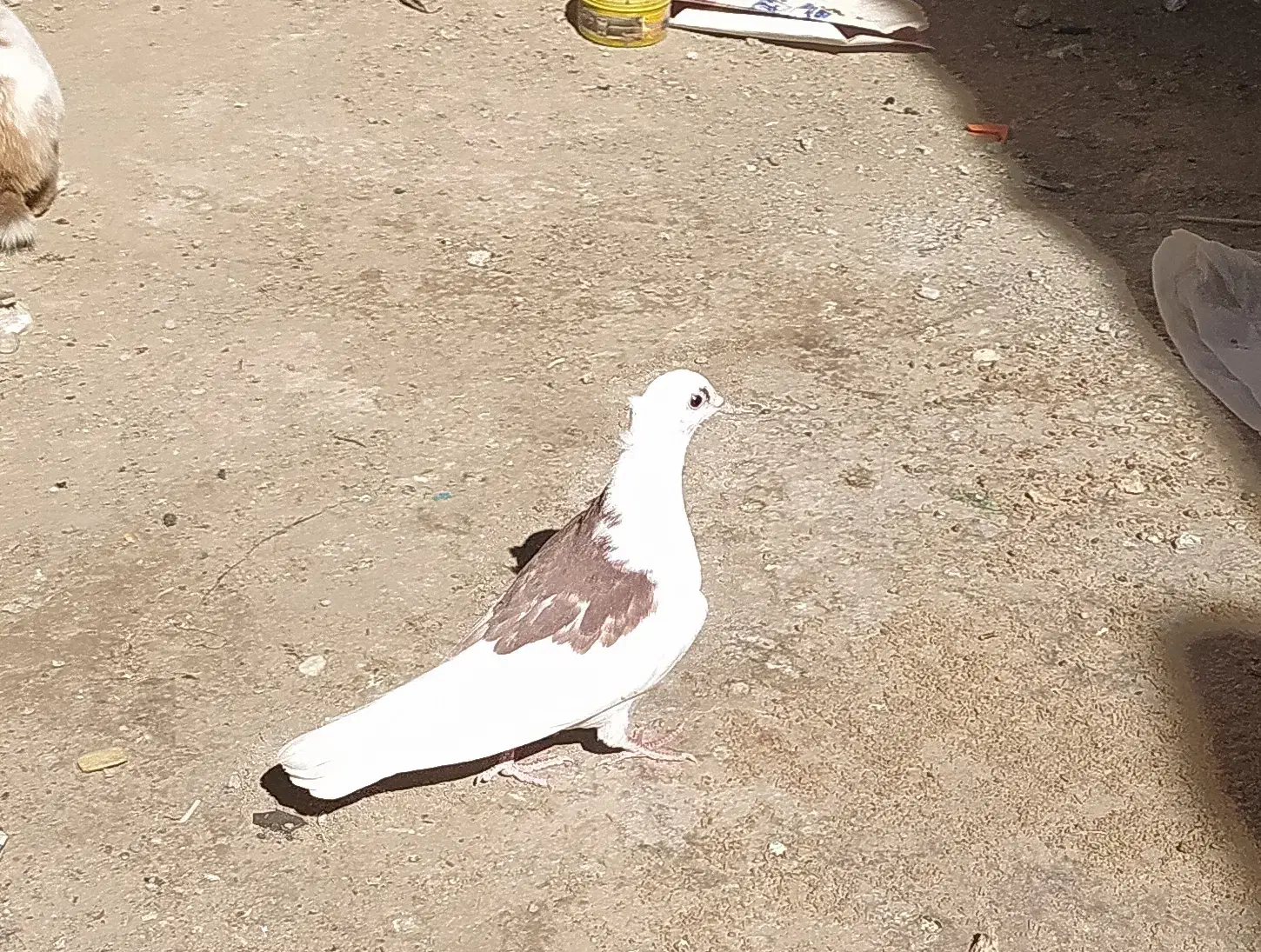 کبوتر پشت طوق|پرنده|سراوان, |دیوار