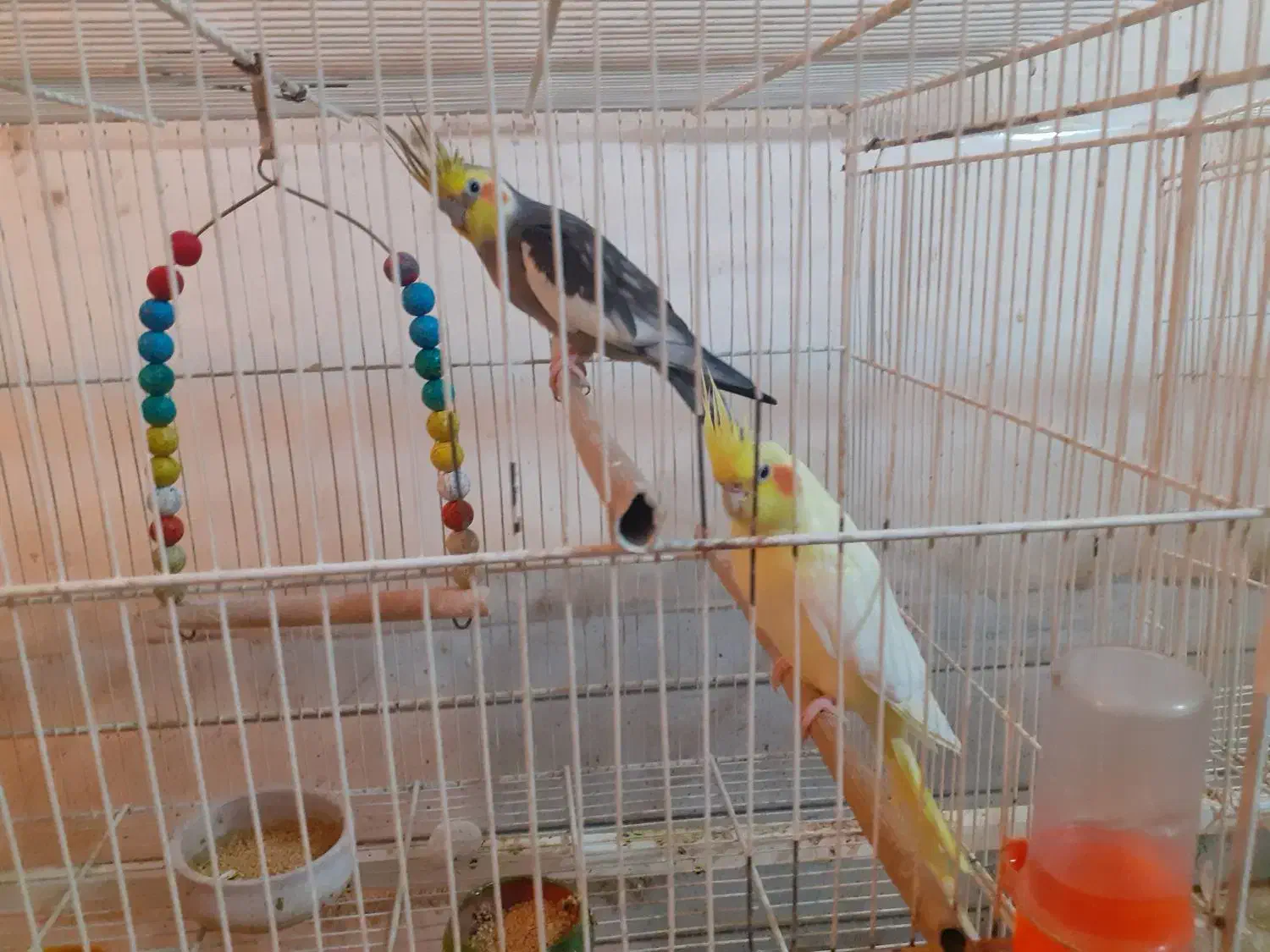 یک جفت عروس هلندی بالغ و کارداده|پرنده|فردوس (خراسان), |دیوار