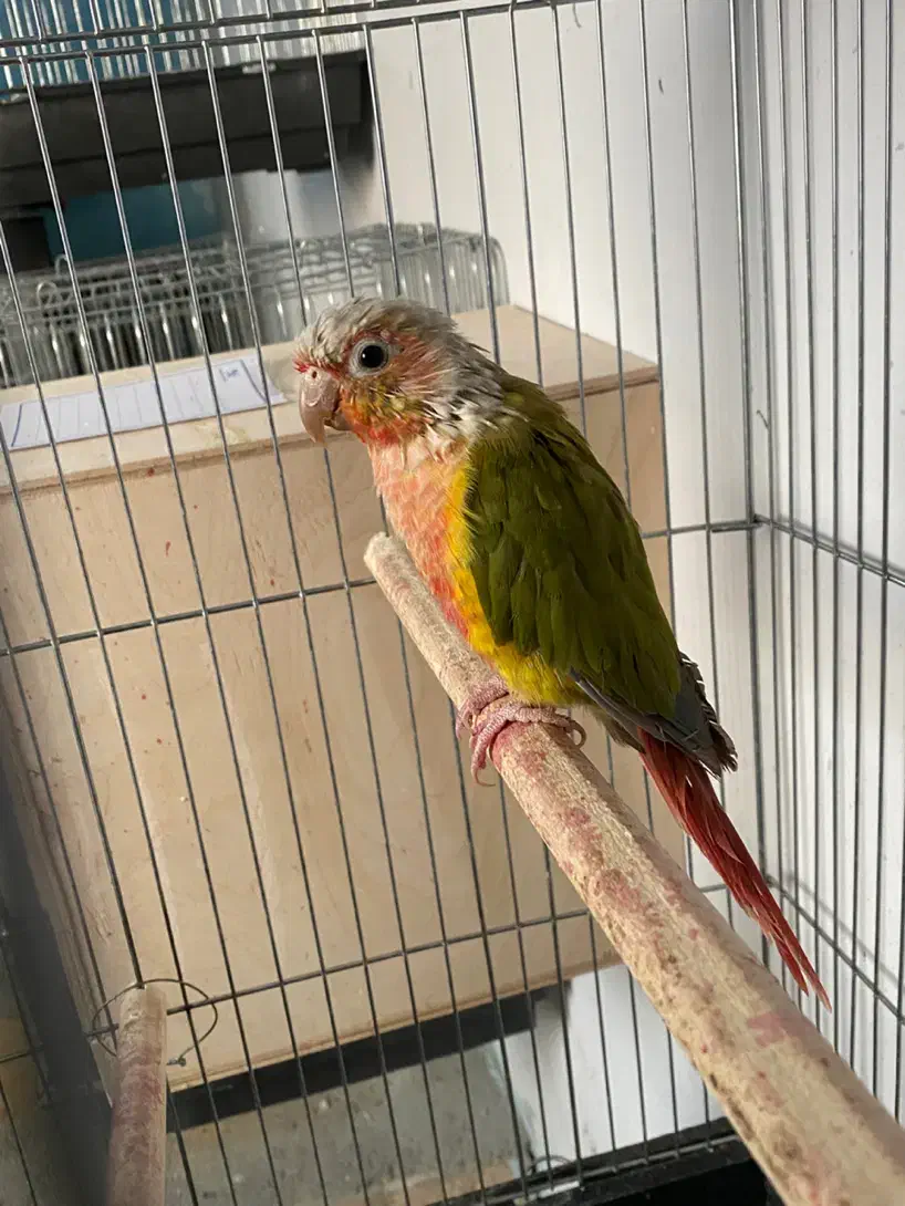 گیرینچیک آناناسی نر|پرنده|دماوند, گیلاوند|دیوار