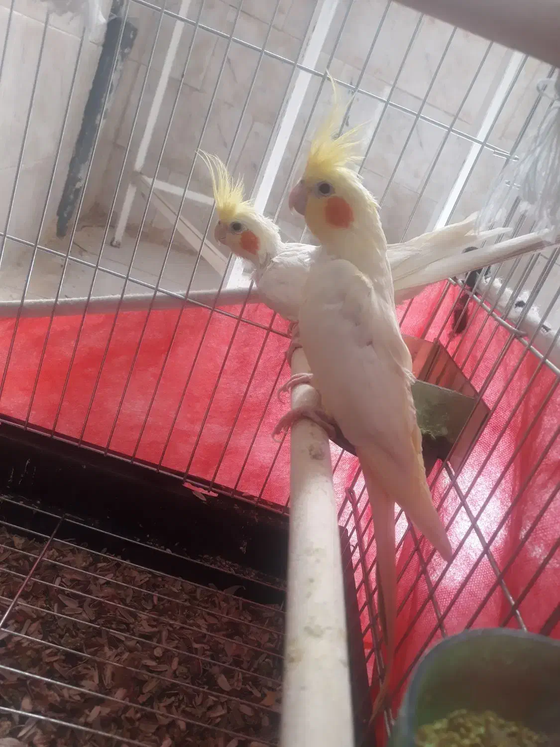 عروس هلندی|پرنده|کرمانشاه, |دیوار