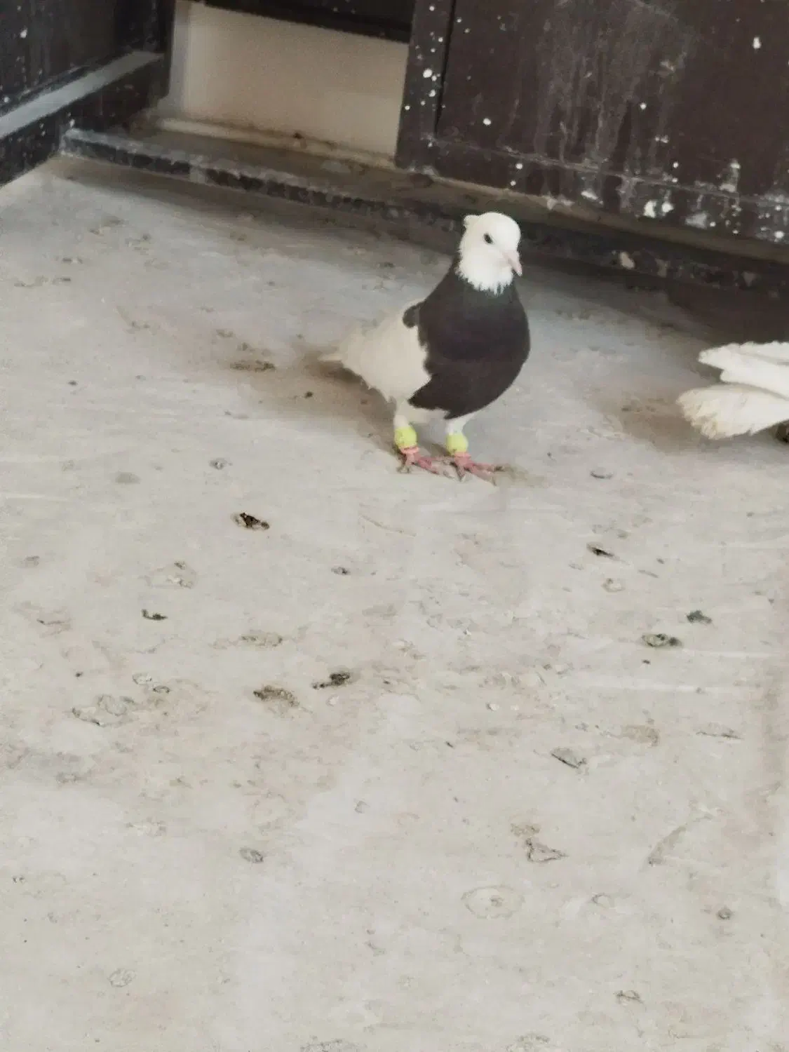 کبوتر طوقی|پرنده|مشهد, کوثر|دیوار