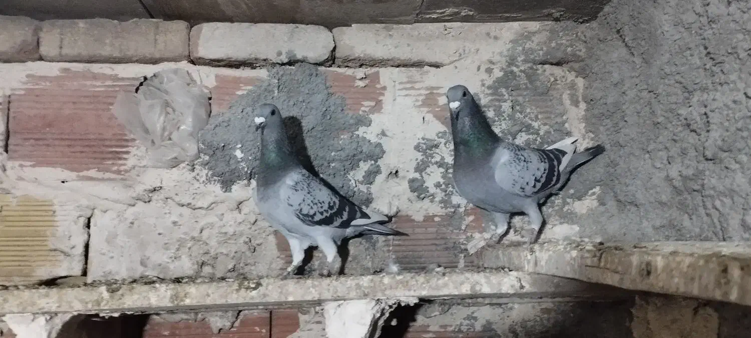 سه جفت کبوتر دوبر|پرنده|اردبیل, |دیوار