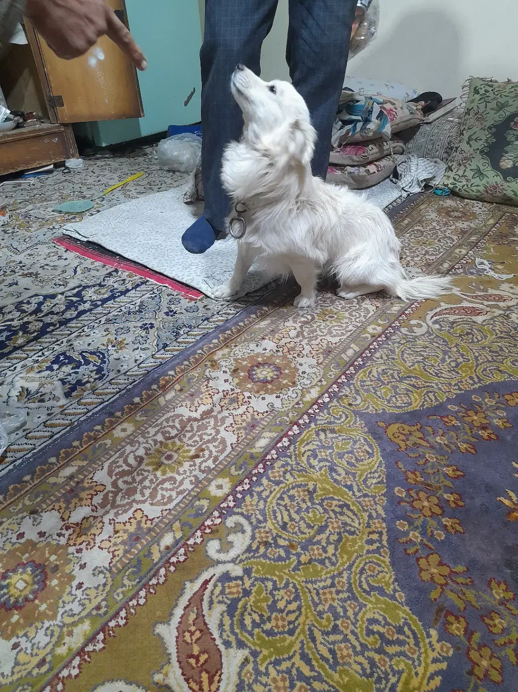 سگ پا کوتاه|سگ|کمیجان, |دیوار