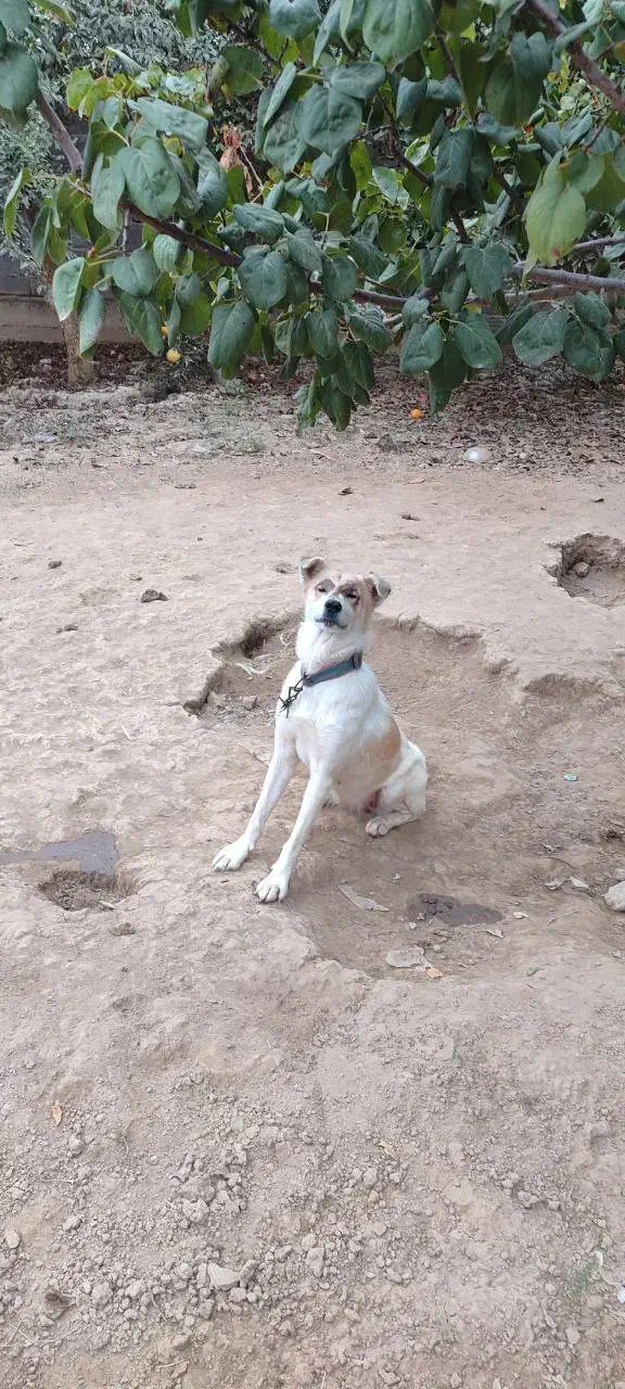 پا کوتاه|سگ|سیمین شهر, |دیوار