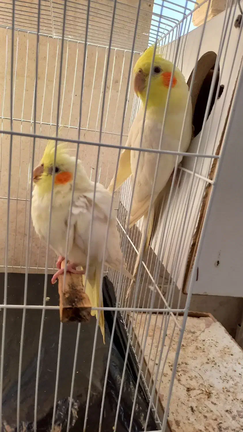 جفت عروس هلندی مولد دستی همراه تخم به فروش میرسد|پرنده|گلبهار, شهر جدید گلبهار|دیوار