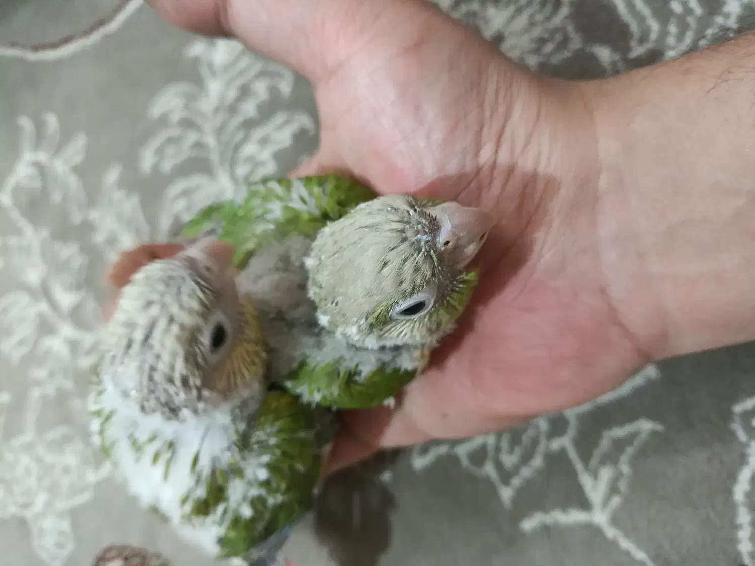 جوجه گرینچیک|پرنده|چهاردانگه (تهران), |دیوار