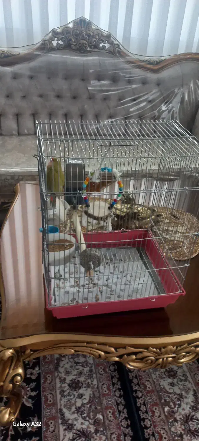 طوطی برزیلی نر|پرنده|ملایر, |دیوار