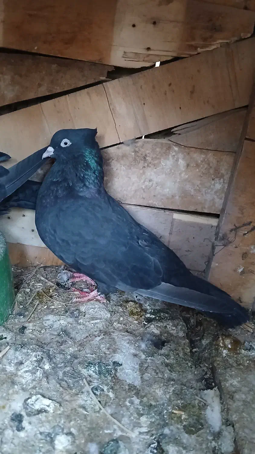 زاغ|پرنده|بم, |دیوار