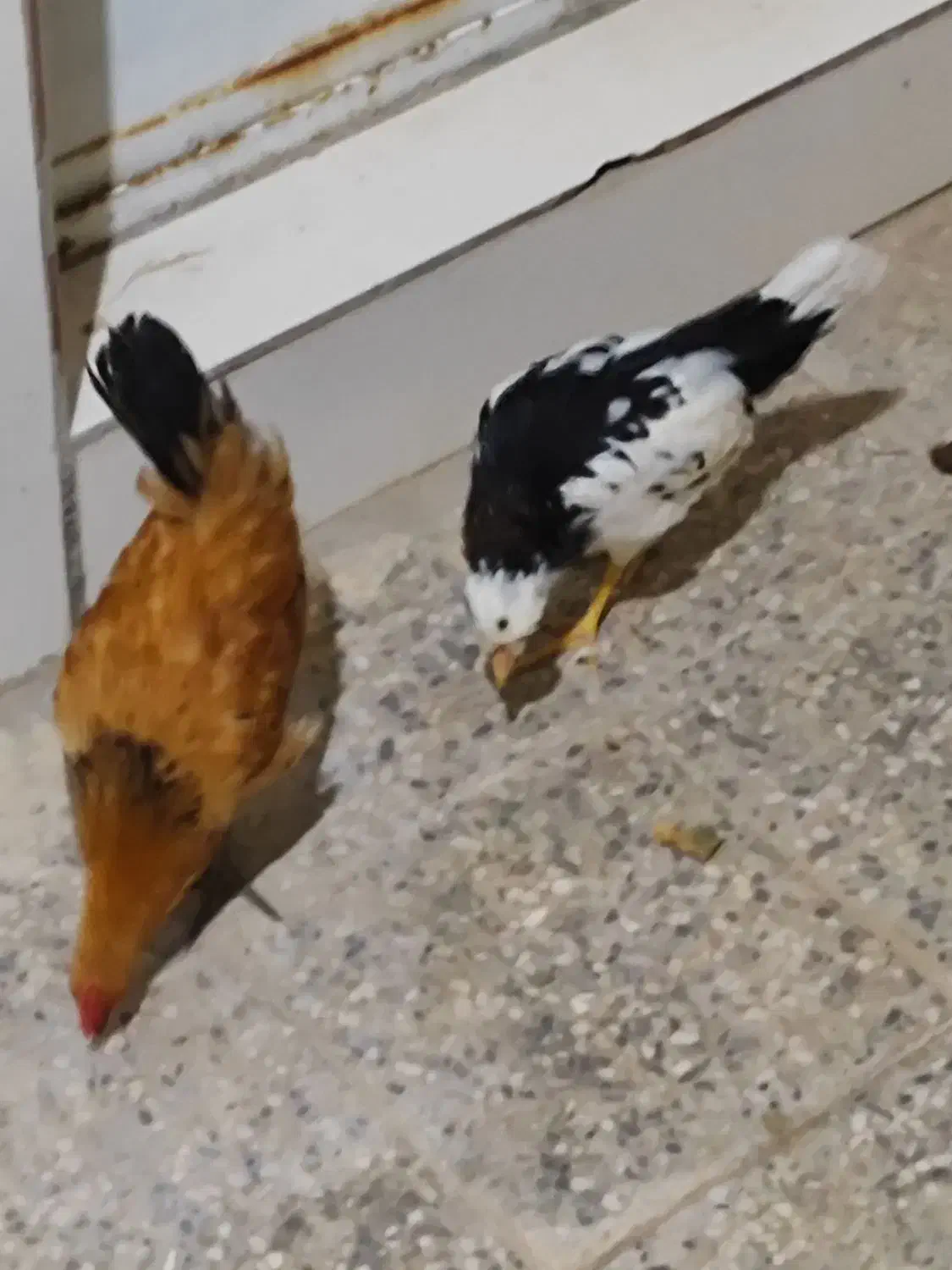 مرغ وخروس|حیوانات مزرعه|چغادک, |دیوار