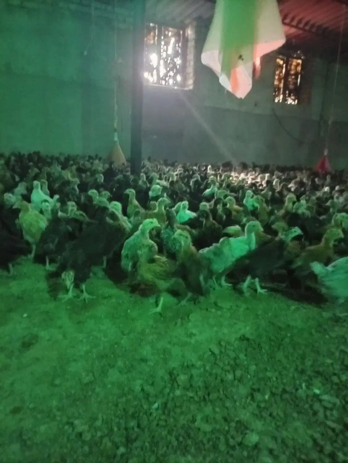 محلی|حیوانات مزرعه|مرودشت, ده بید|دیوار