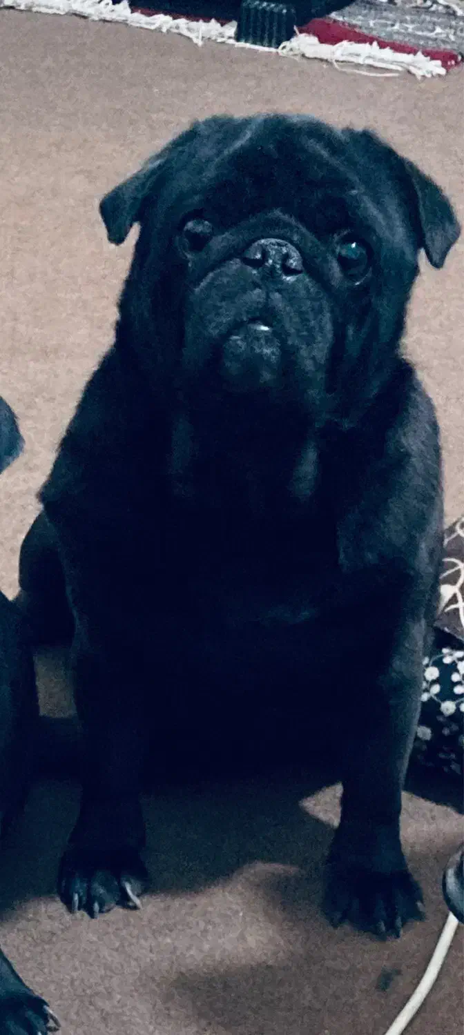 سگ نژاد پاگ|سگ|تاکستان, |دیوار