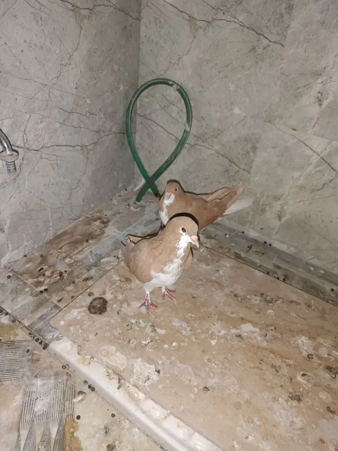 یک جفت شهری زرد|پرنده|داراب, |دیوار