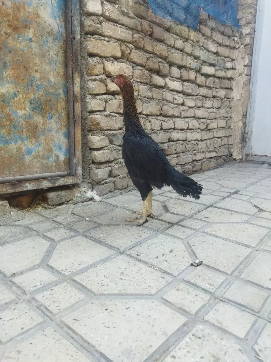 مرغ لاری|حیوانات مزرعه|قرچک, داوود آباد|دیوار