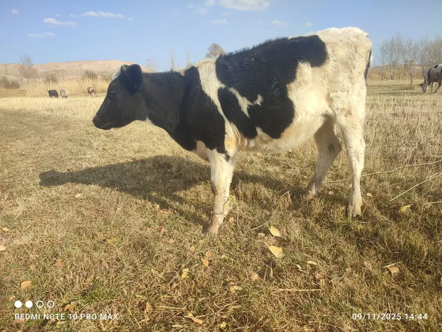 تلیسه مونت هلشتاین|حیوانات مزرعه|هشترود, |دیوار