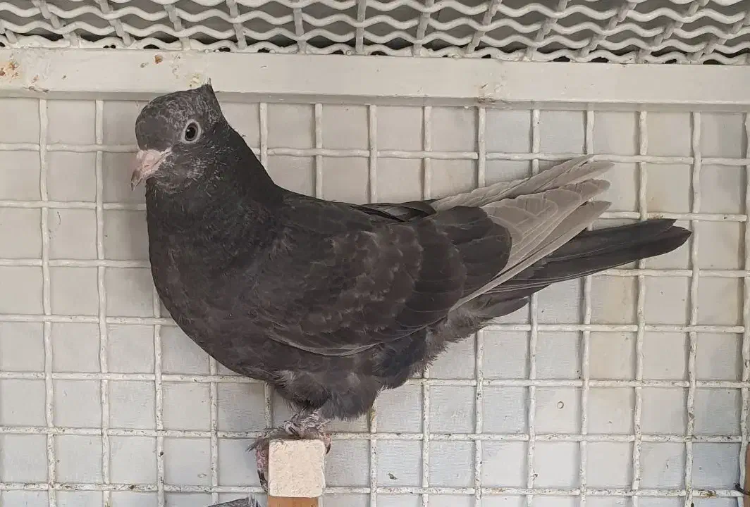 کبوتر|پرنده|شیراز, لاله|دیوار