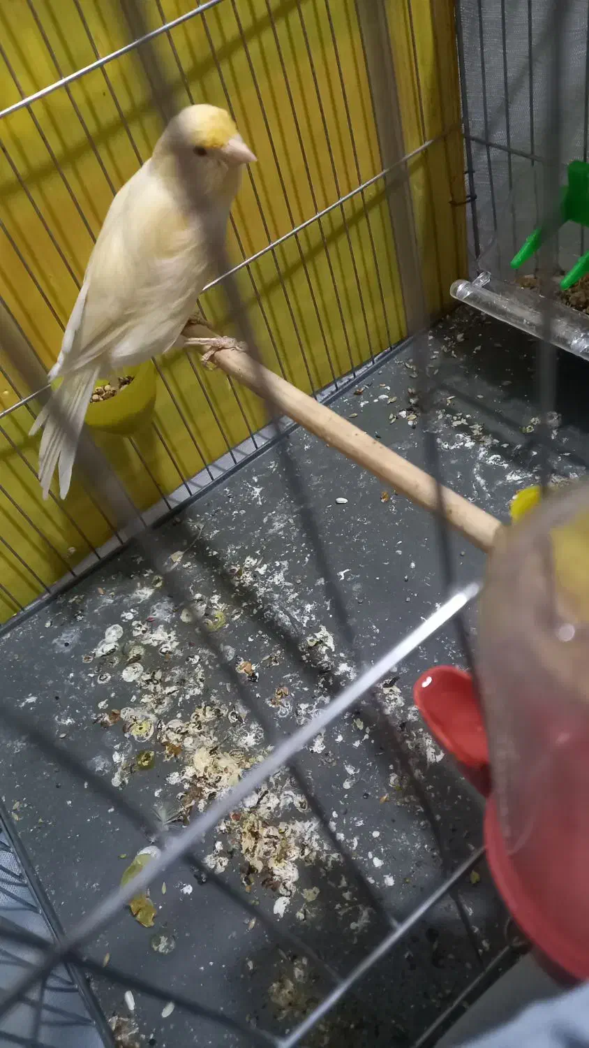 با سلام قناری ماده اماده خوشرنگ وسرحال|پرنده|اندیشه, اندیشه فاز ۱|دیوار