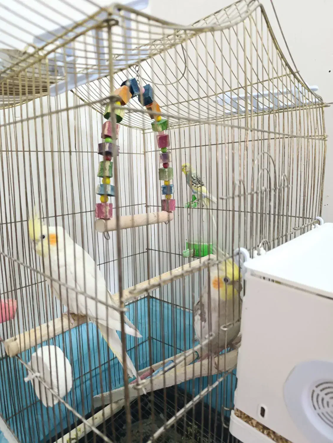 عروس هلندی|پرنده|پلدختر, |دیوار