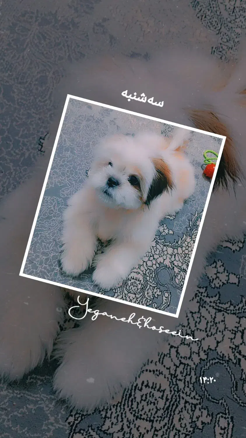 سگ مالتیپو|سگ|قزوین, |دیوار