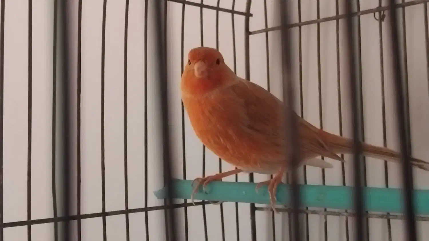 قناری ماده|پرنده|کرمانشاه, |دیوار