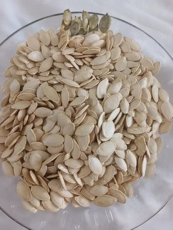 تخمه کدو|خوردنی و آشامیدنی|بهمن صغاد, |دیوار