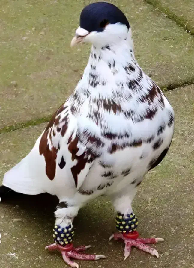 کبوتر|پرنده|اسفراین, |دیوار