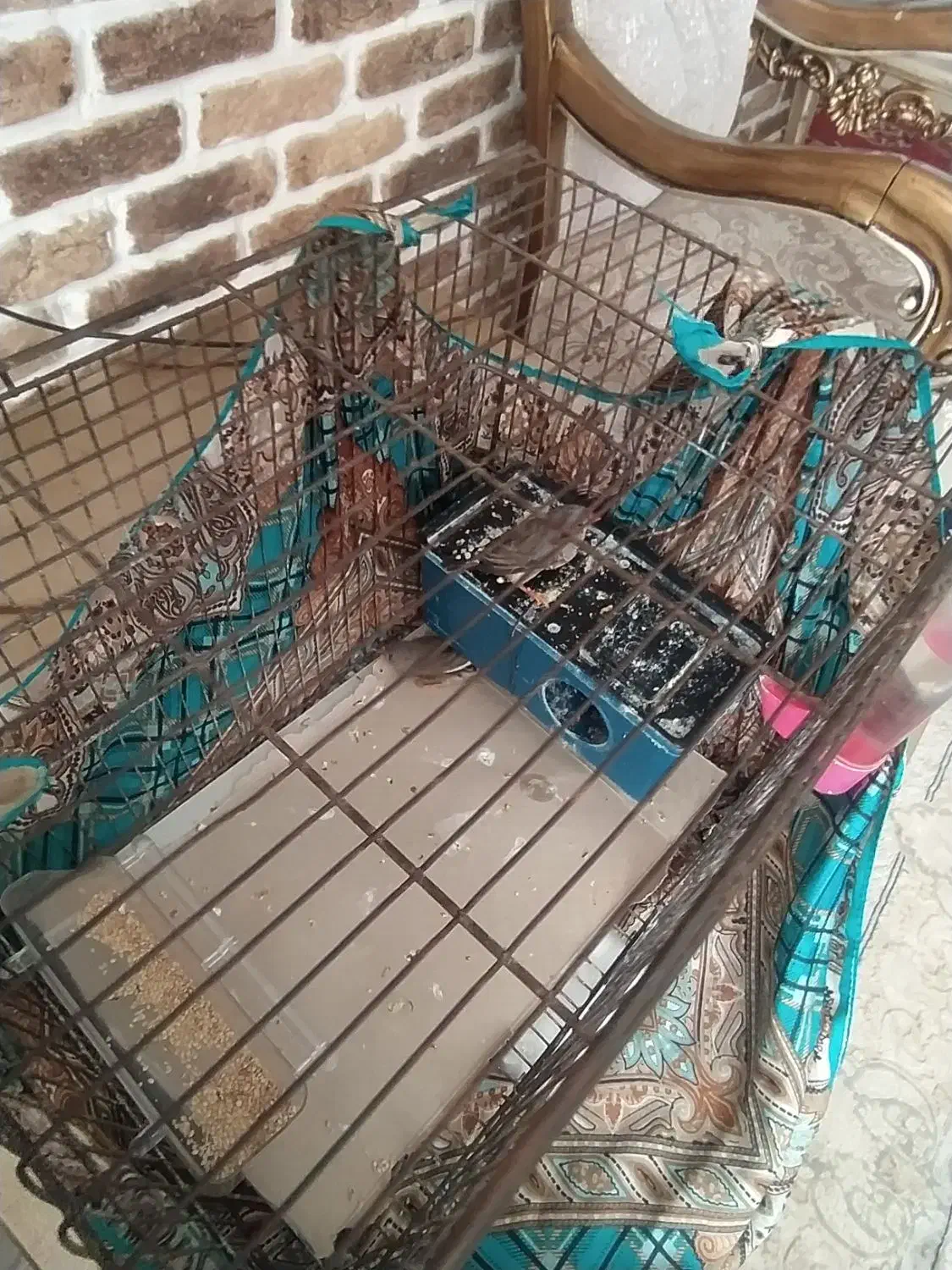 فنچ نر وماده|لوازم جانبی حیوانات|مینودشت, |دیوار