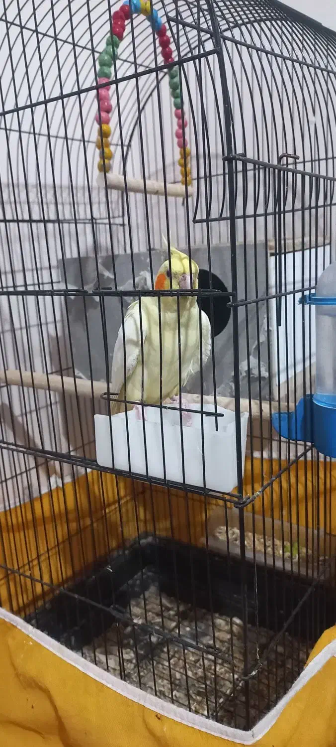 عروس هلندی|پرنده|فولادشهر, مسکن مهر فولادشهر|دیوار