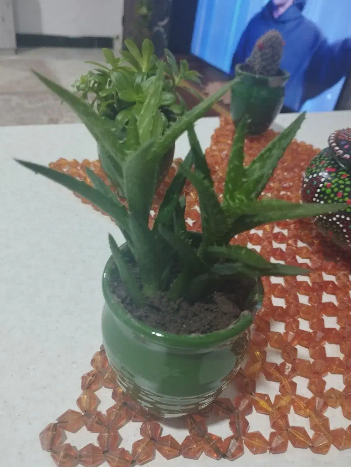 گل های کوچیک|گل و گیاه طبیعی|سلمان‌شهر, |دیوار