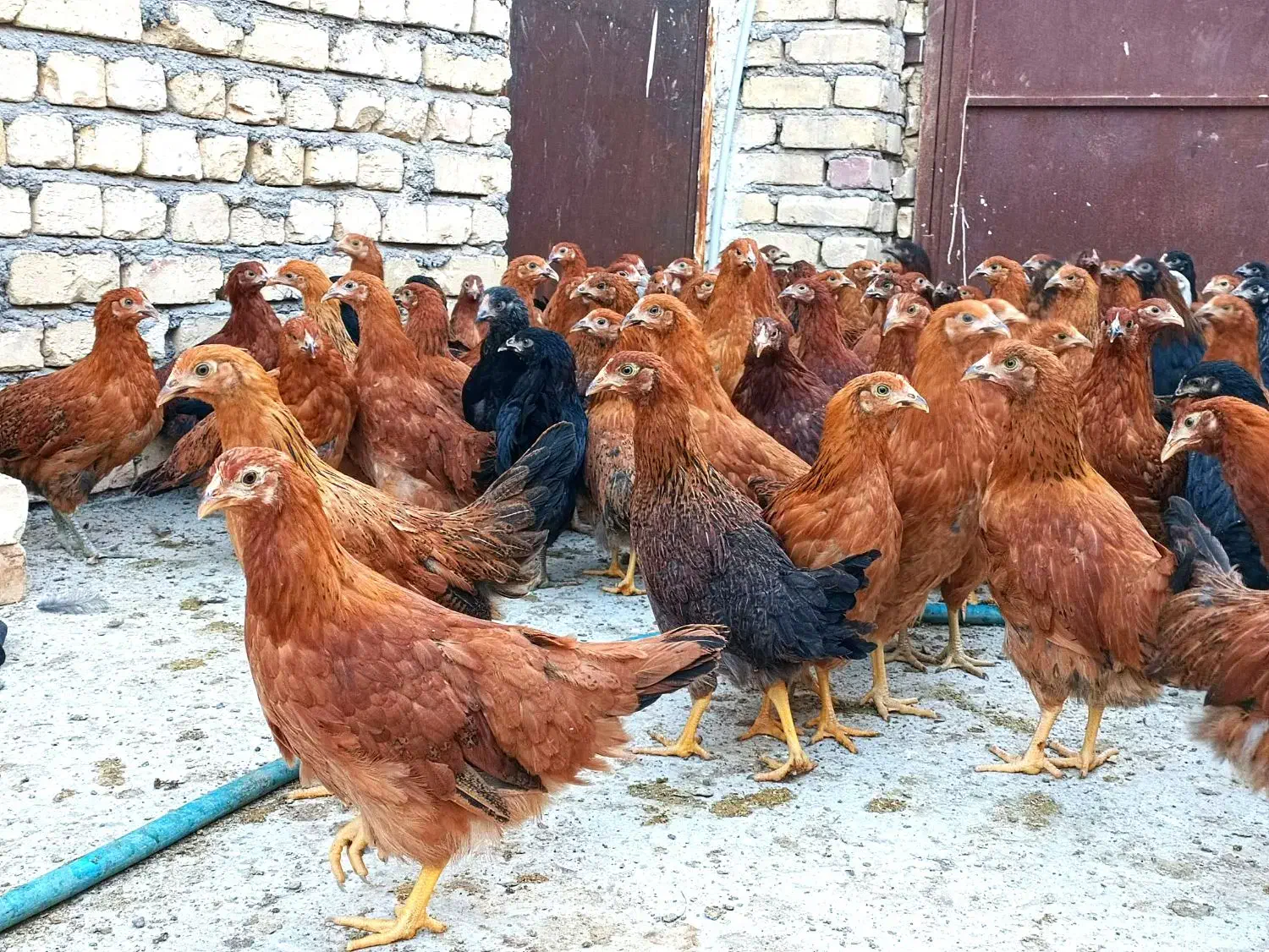 نیمچه مرغ اصل گلپایگانی اصلاح نژاد تخمگذار|حیوانات مزرعه|کاشان, خرمدشت|دیوار