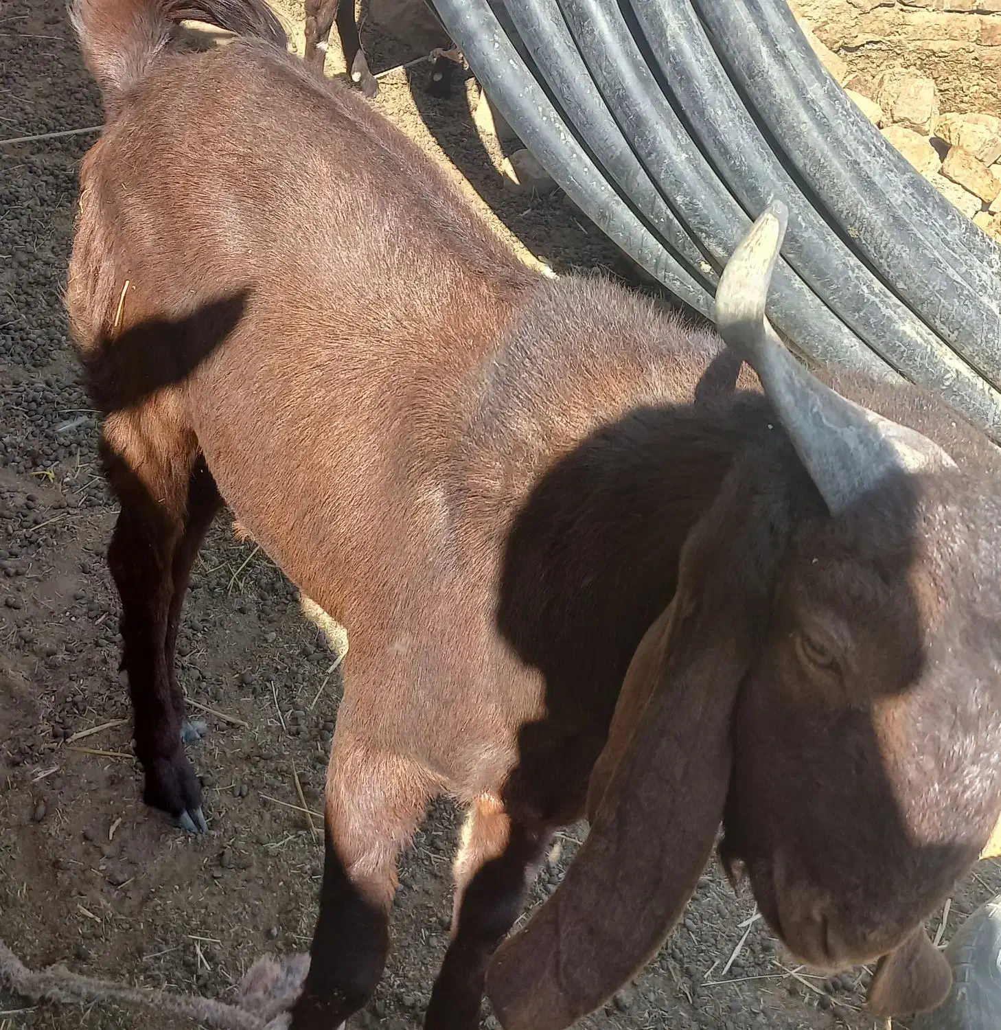 کره نر مری|حیوانات مزرعه|زهک, |دیوار