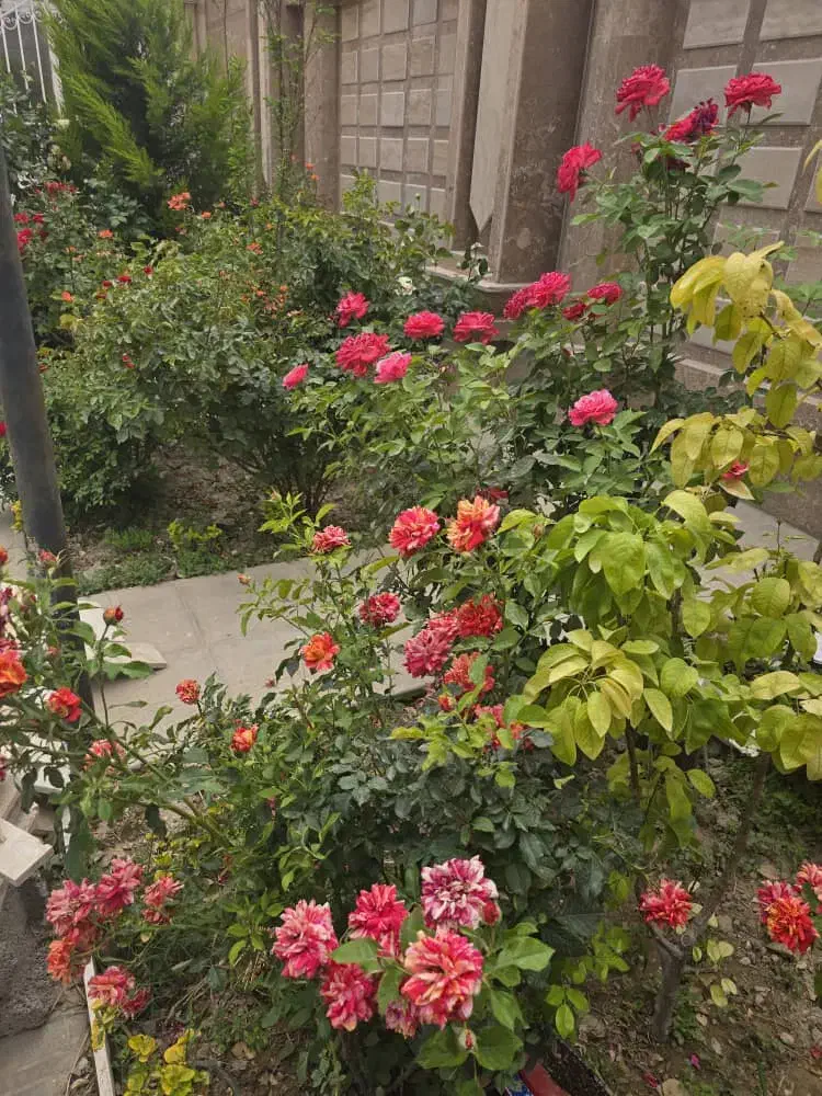 رهن باغ ویلا لاکچری با لوازم|اجارهٔ خانه و ویلا|رباط‌کریم, پیغمبر|دیوار